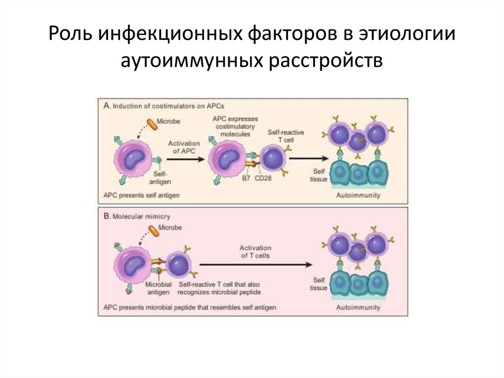 Аутоиммунные аллергические реакции. Аутоиммунные заболевания диаграмма. Роль инфекционных возбудителей в развитии аутоиммунных заболеваний. Клетки с аутоиммунной системой. Коронавирус относится к аутоиммунным заболеваниям.