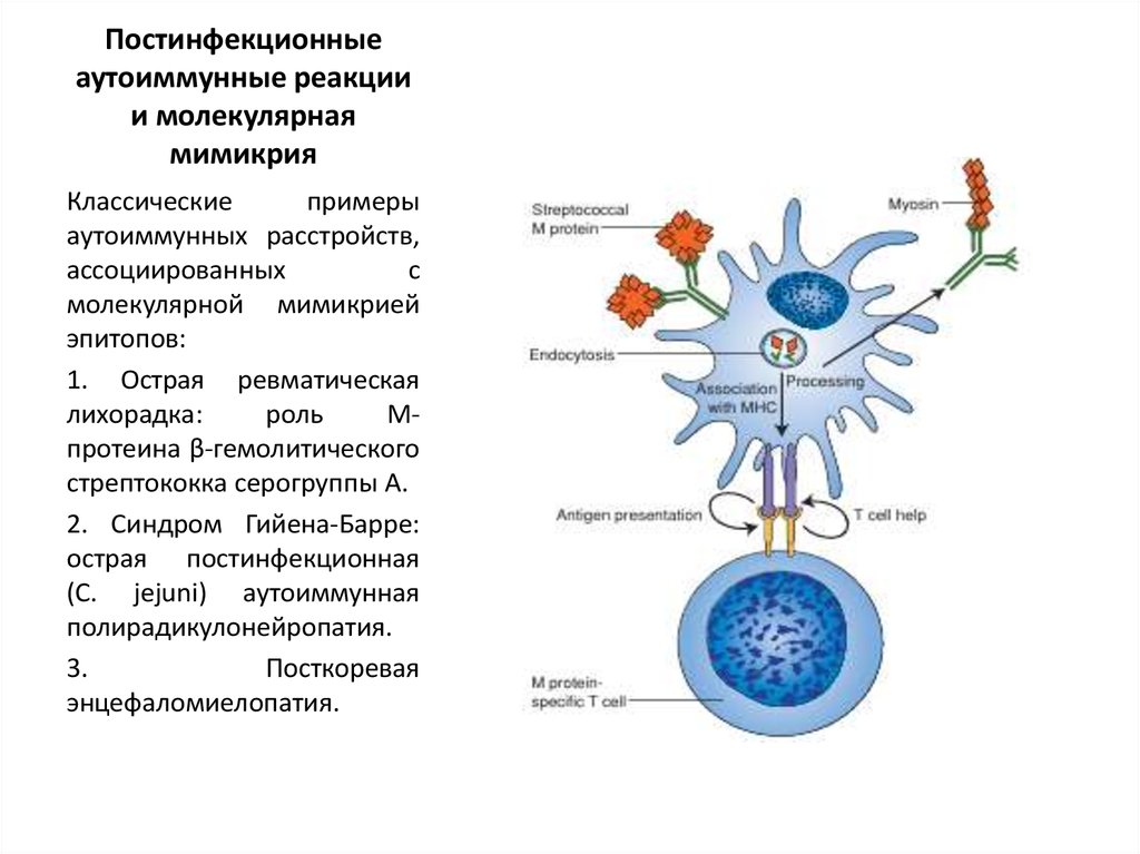 Антигенная мимикрия