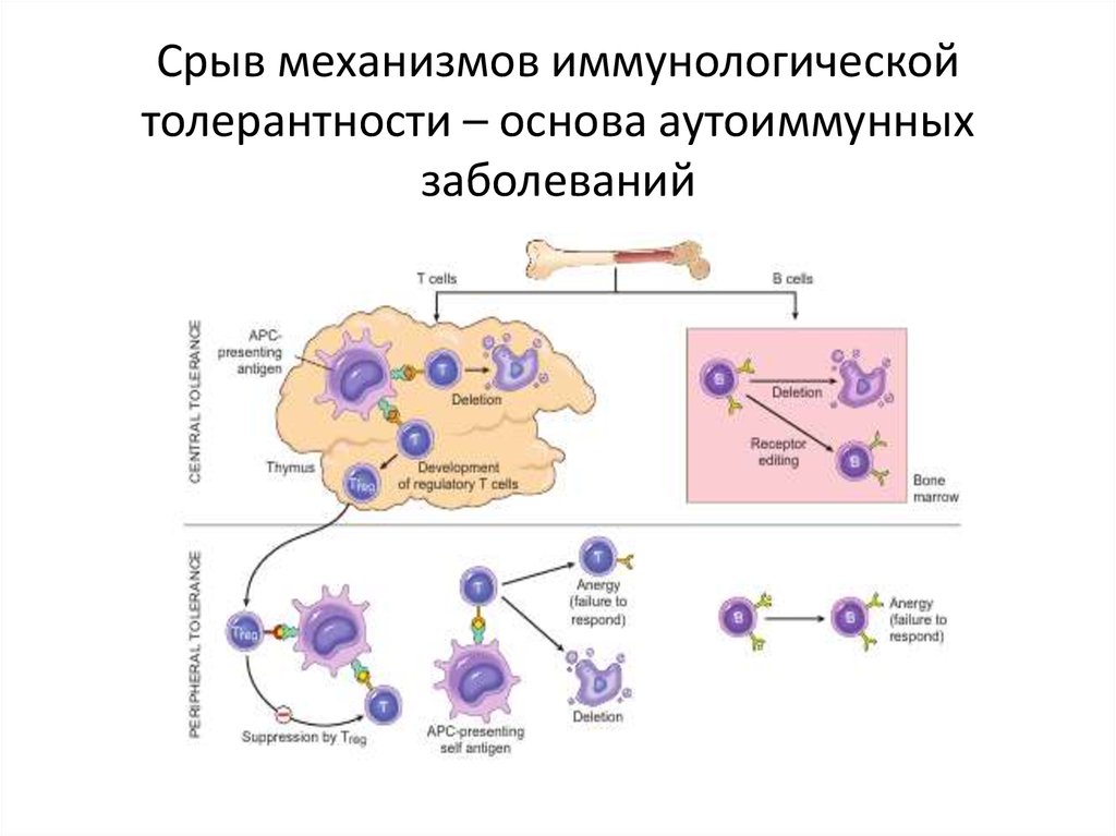 Иммунологическая толерантность