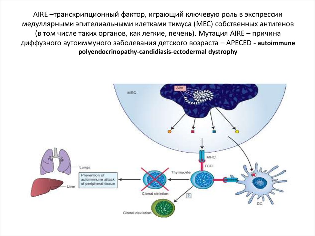 Рисунок тимуса иммунология