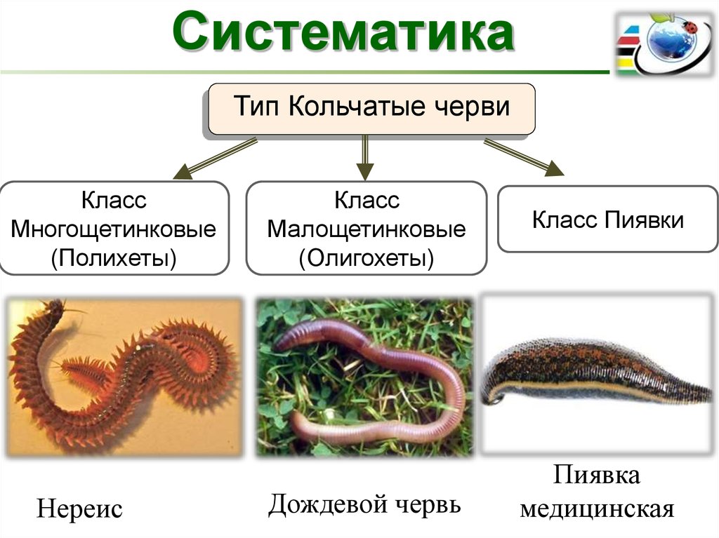 К типу кольчатых червей относится. Тип кольчатые черви класс Малощетинковые черви класс пиявки. Кольчатые черви таксономия. Классы кольчатых червей и их представители. Кольчатые черви 7 класс биология.