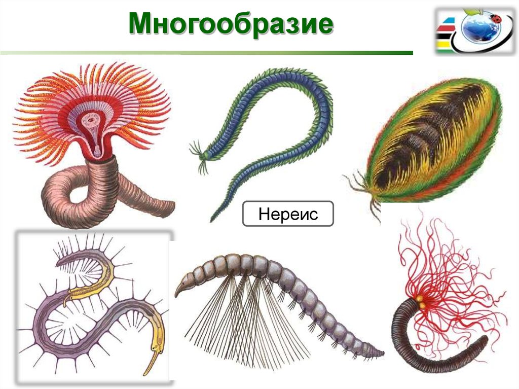 Форма кольчатых червей. Кольчатые черви нереис. Тип кольчатые черви класс многощетинковые. Кольчатые черви полихеты. Многощетинковые черви биология.