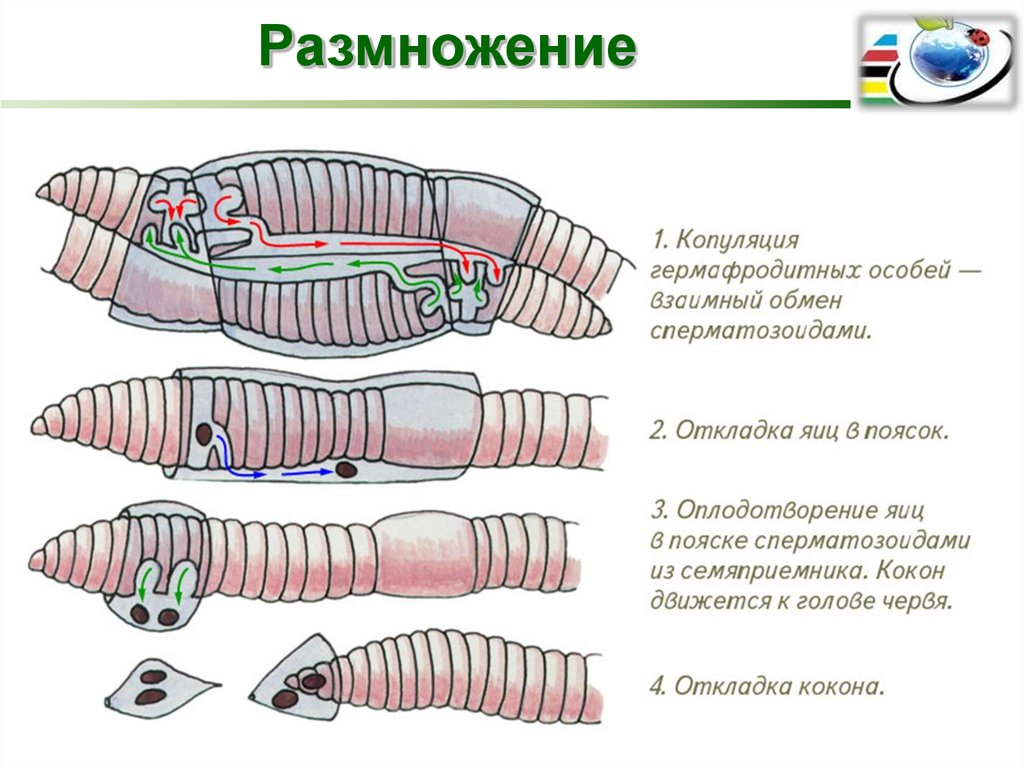 Тип кольчатые черви презентация