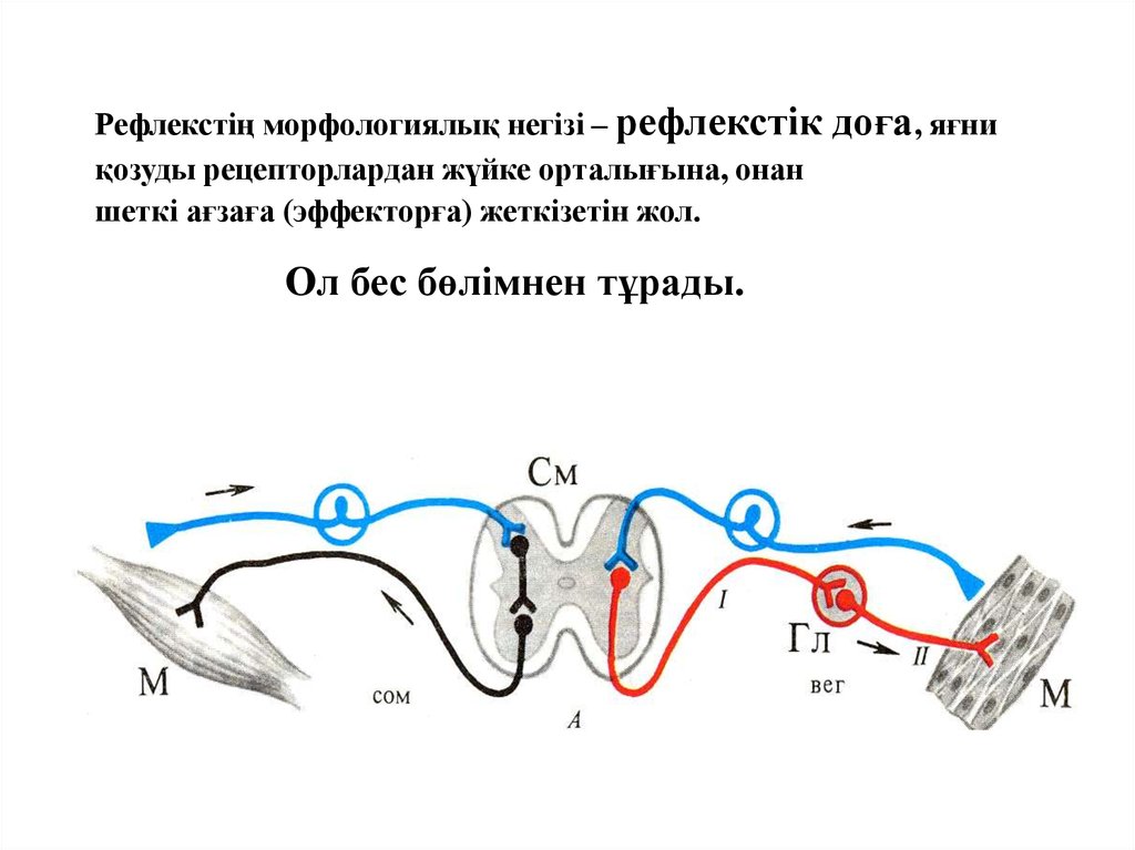 Рефлекстің морфологиялық негізі – рефлекстік доға, яғни қозуды рецепторлардан жүйке орталығына, онан шеткі ағзаға (эффекторға)