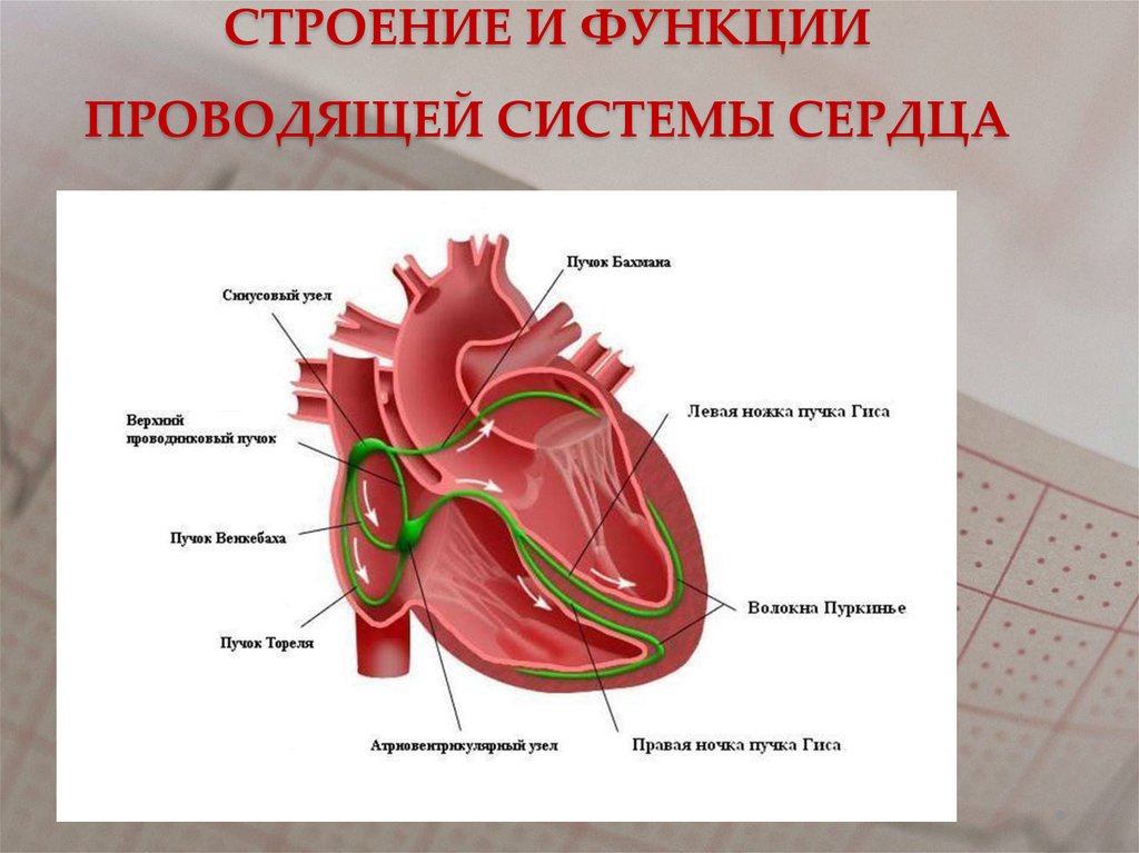 Проводящие строение и функции. Строение и функции проводящей системы сердца. Проводящая система сердца и проводимость сердца. Функции элементов проводящей системы сердца. Схема строения проводящей системы.