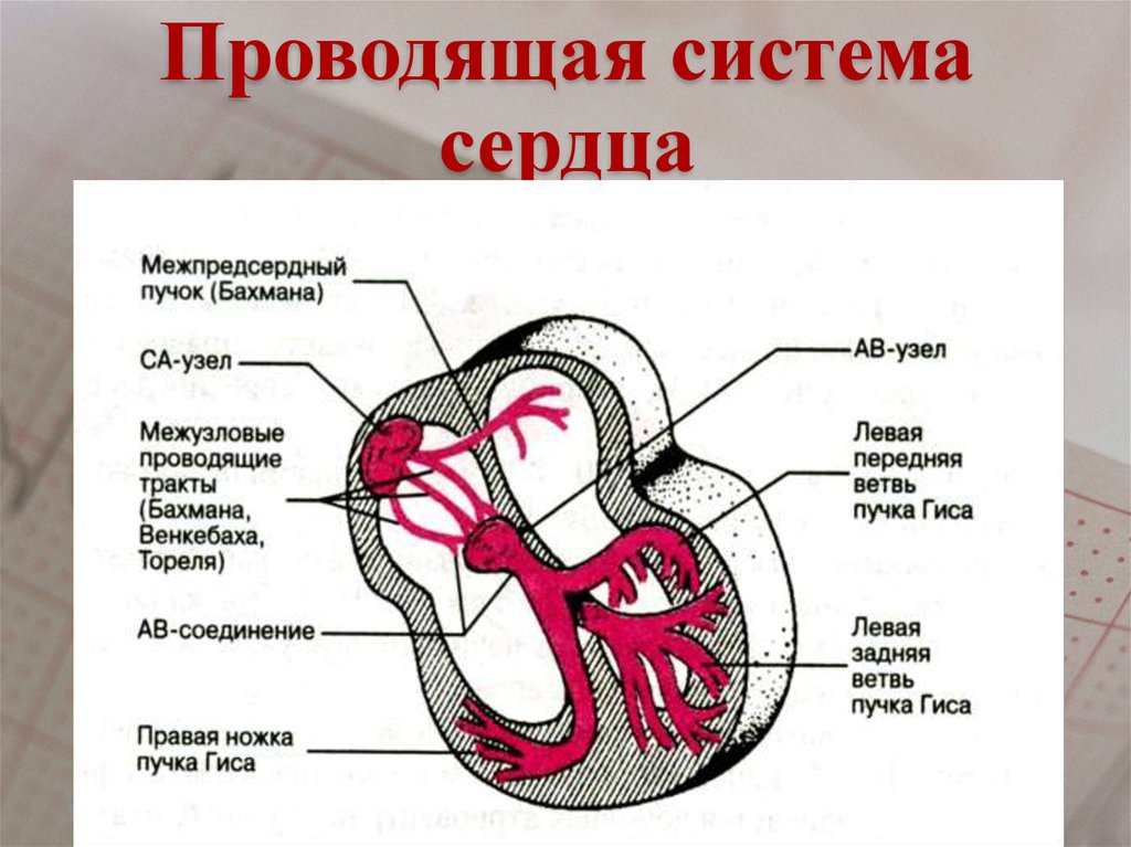 В состав какой системы входит сердце. Схема строения проводящей системы сердца. Узлы проводящей системы сердца. Проводящая система сердца пучок Бахмана. Строение сердца синоатриальный узел.