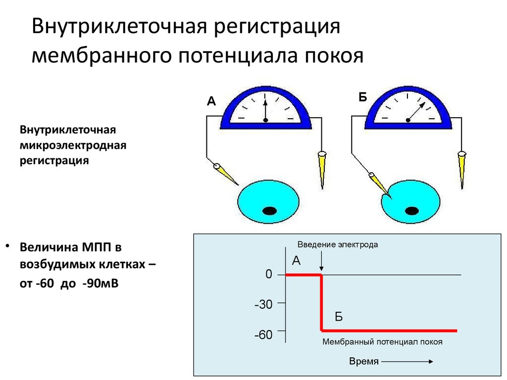 Мембранный потенциал покоя схема