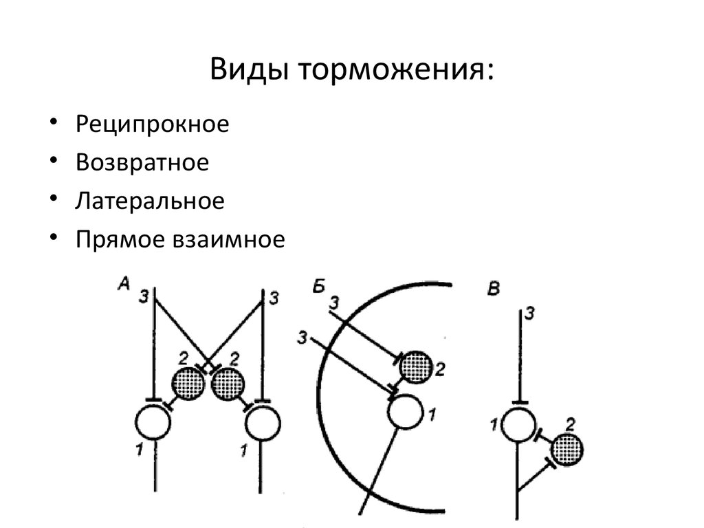 Нарисуйте схему развития внешнего торможения рис 3081