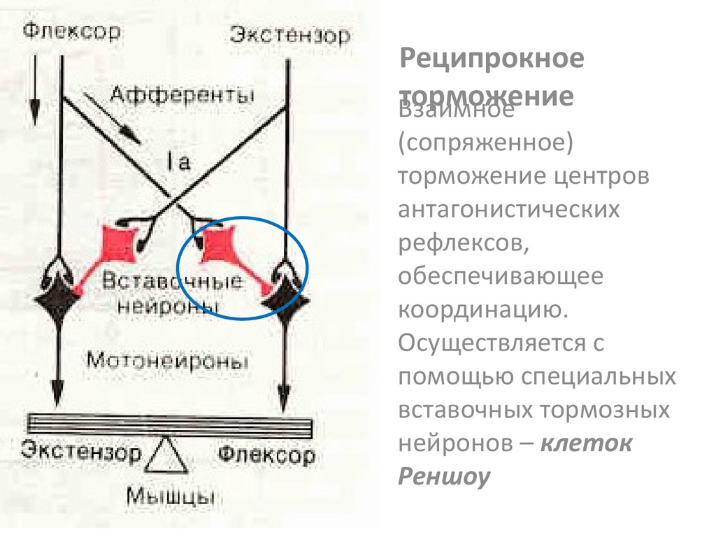 Реципрокное скрещивание схема