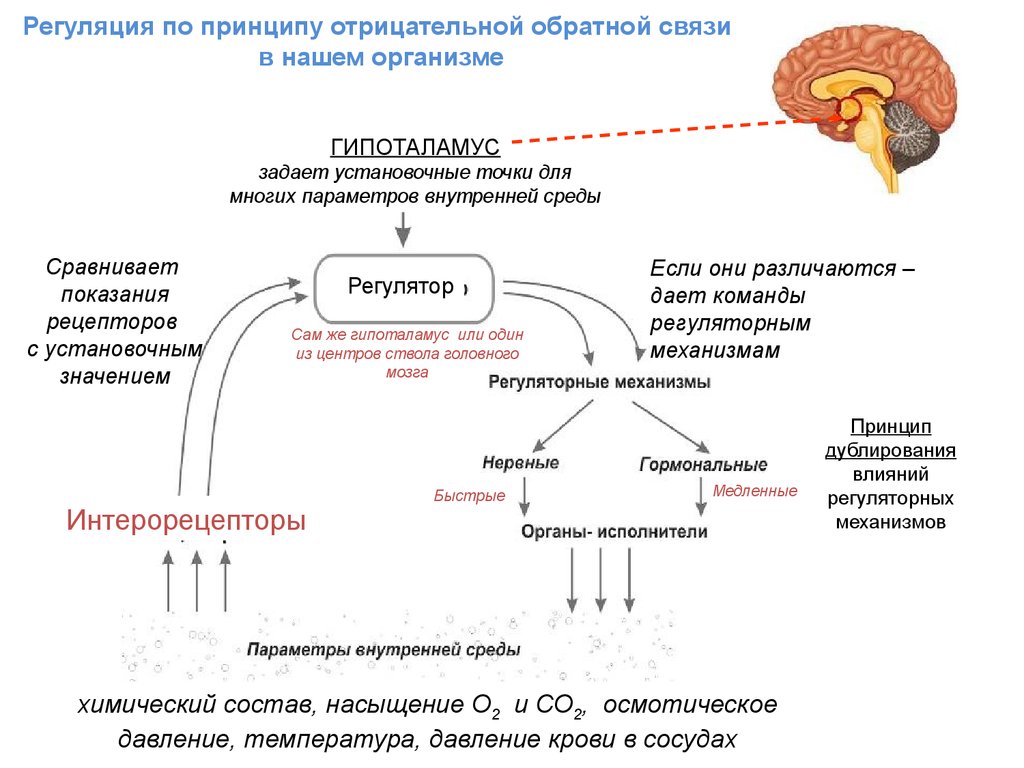 Биохимия памяти презентация