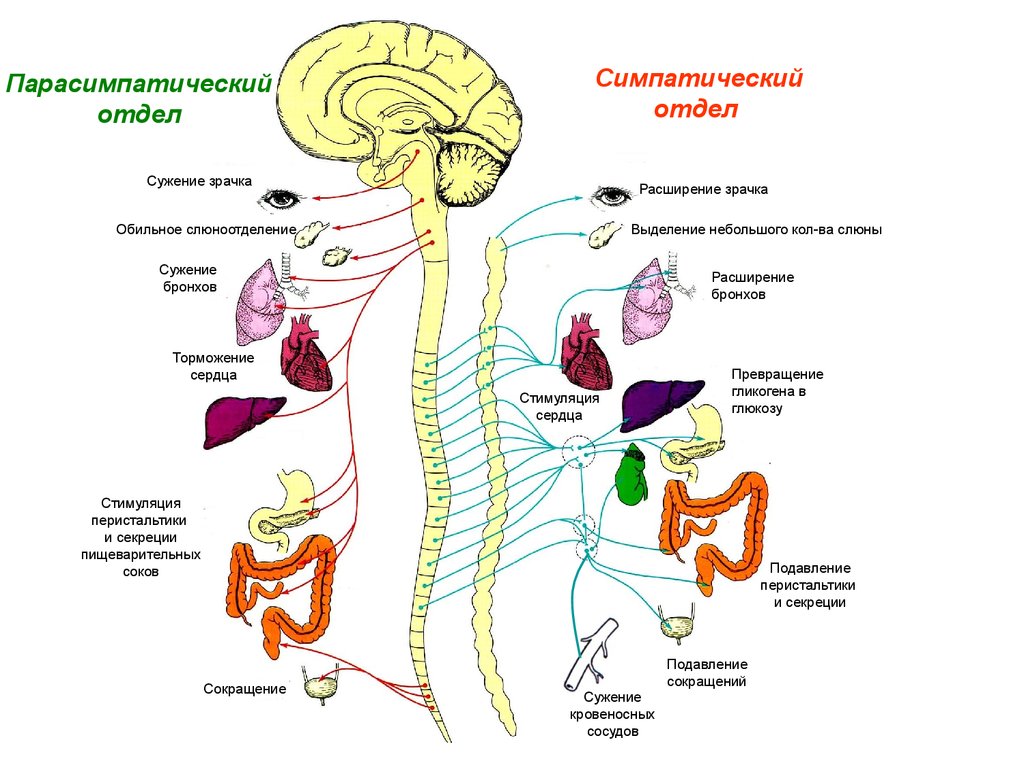 Симпатическая и парасимпатическая нервная система рисунок егэ