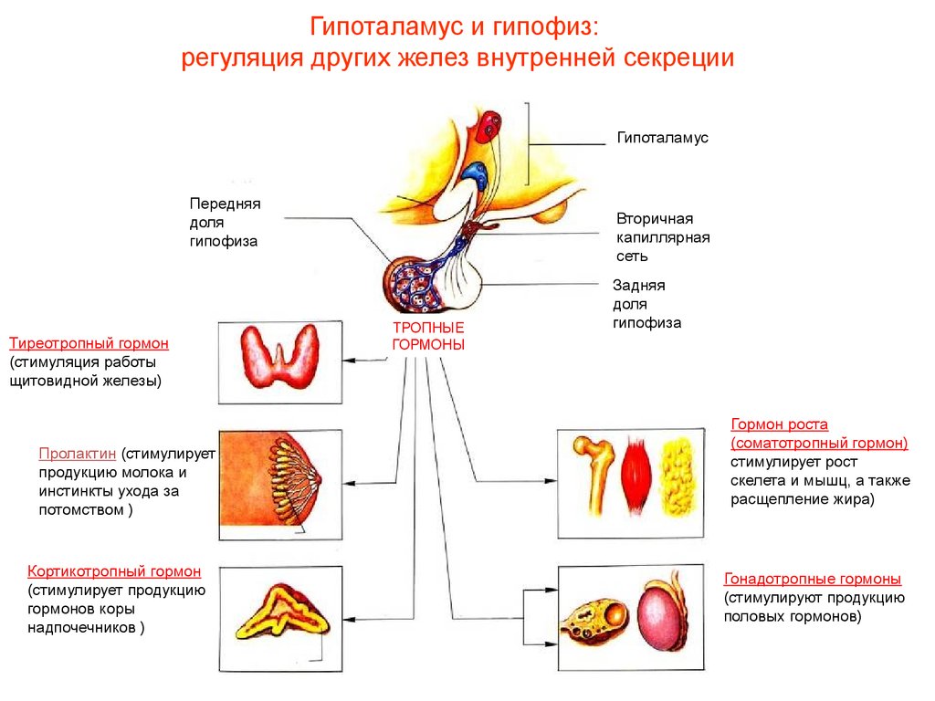 Гормон гипофиза стимулирует. Регуляция желез внутренней секреции гормоны. Ментальная карта железы внутренней секреции. Регуляция всех других желез внутренней секреции осуществляется. Гормоны гипоталамуса и гипофиза.