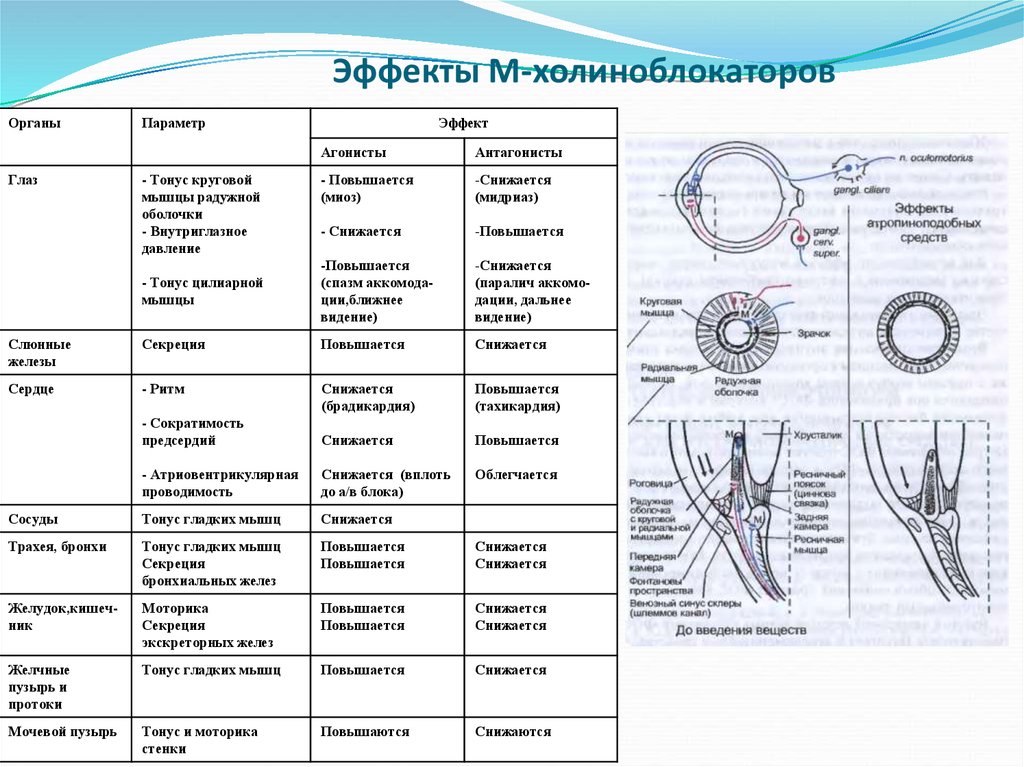 Используя рисунок объясните действие холиноблокаторов на глаз и механизм сопутствующих эффектов