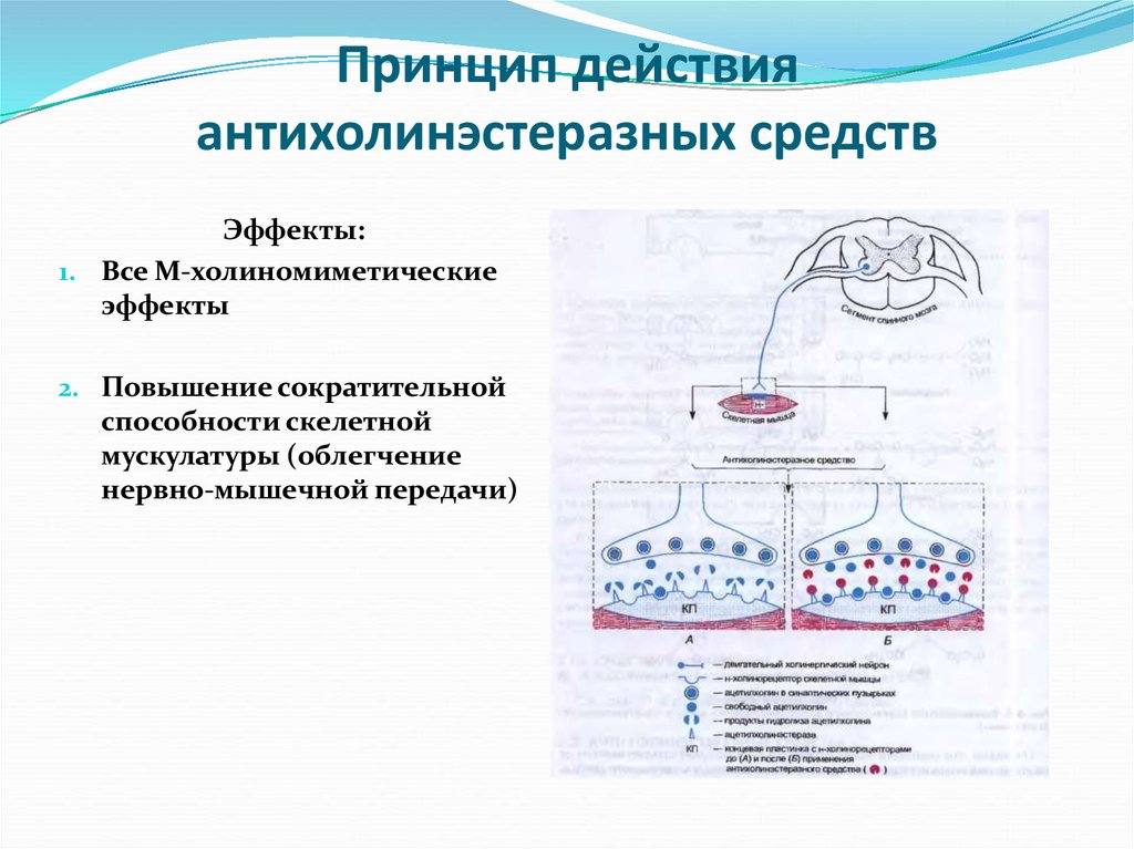 Принцип воздействия. Механизм действия антихолинэстеразных средств схема. Принцип действия антихолинэстеразных средств. Нервно-мышечную передачу антихолинэстеразные средства:. Механизм действия антихолинэстеразных средств фармакология.