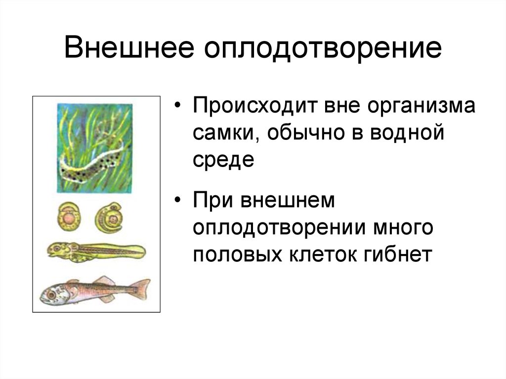 Оплодотворение 10 класс биология презентация