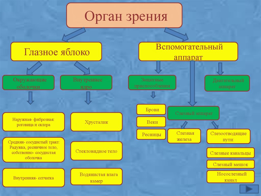 Контрольная работа по теме Гистологическое строение глаза человека