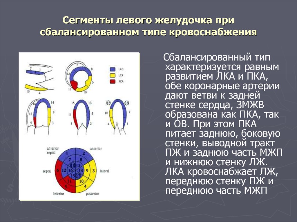 Движения стенок. Сегменты левого желудочка ЭХОКГ. Сегменты левого желудочка схема. 17 Сегментов левого желудочка ЭХОКГ схема. Сегменты лж на ЭХОКГ.