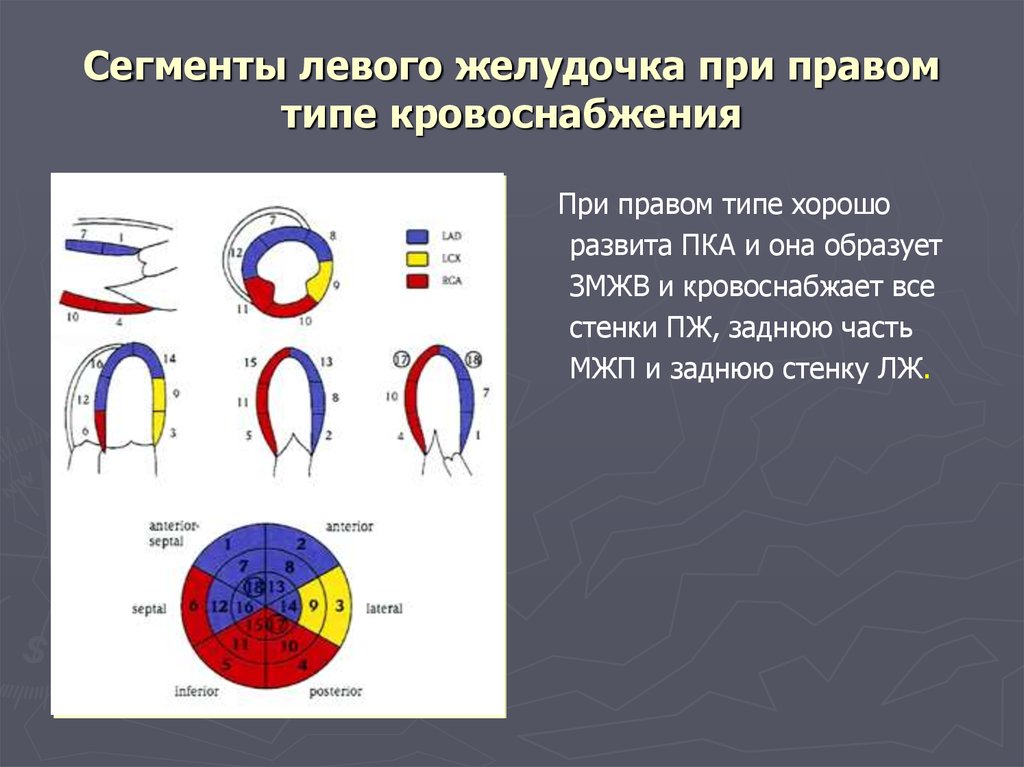 Сократимость лж. 17 Сегментов левого желудочка ЭХОКГ схема. Сегменты левого желудочка на ЭХОКГ. Сегментарное строение миокарда ЭХОКГ. Сегменты лж на ЭХОКГ.
