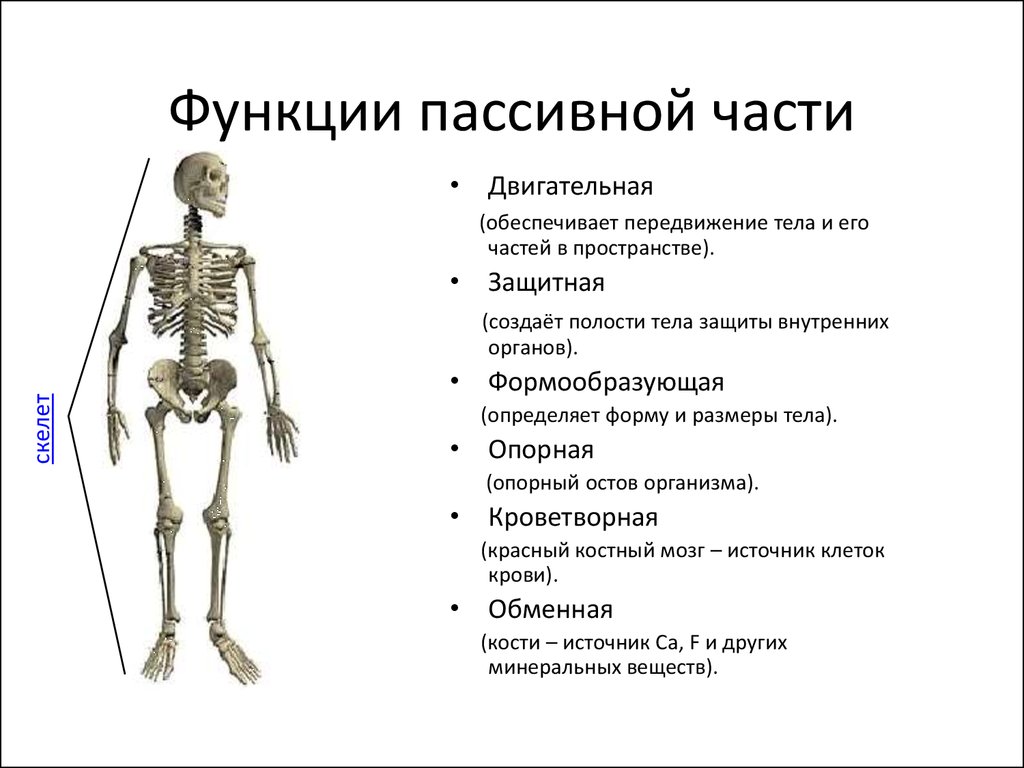 Функция скелета организма. Функции пассивной части Ода. Функции пассивной части скелета. Активная часть и пассивная часть скелета. Строение пассивной части двигательного аппарата человека.