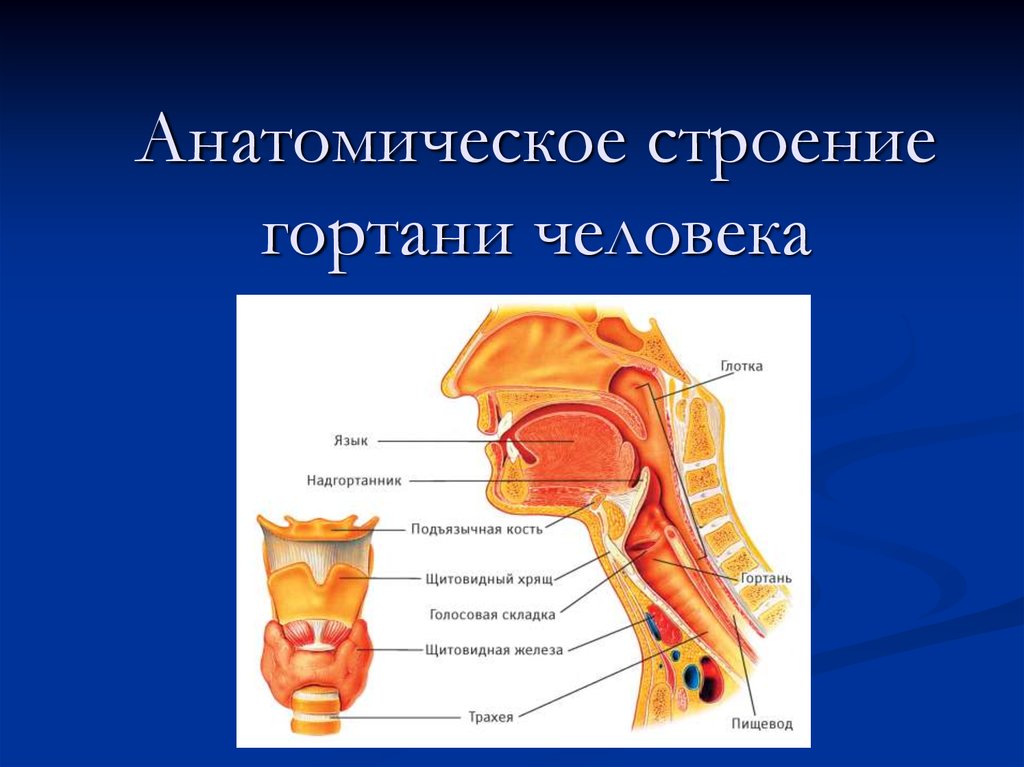 В какую систему органов входит гортань. Надгортанник анатомия. Строение горла человека. Строение гортани.