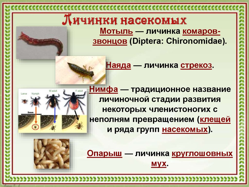 К какому типу относят насекомых. Названия личинок насекомых. Названия стадий личинок. Фаза личинки насекомых. Личинка насекомого мотыль.