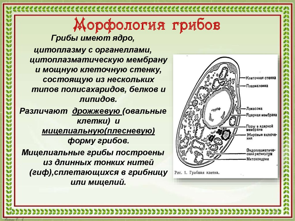 Спора имеет ядро. Морфология микроорганизмов грибы строение клетки размножение. Строение клетки грибов микробиология. Строение клетки гриба дрожжи. Структура клеток грибов микробиология.