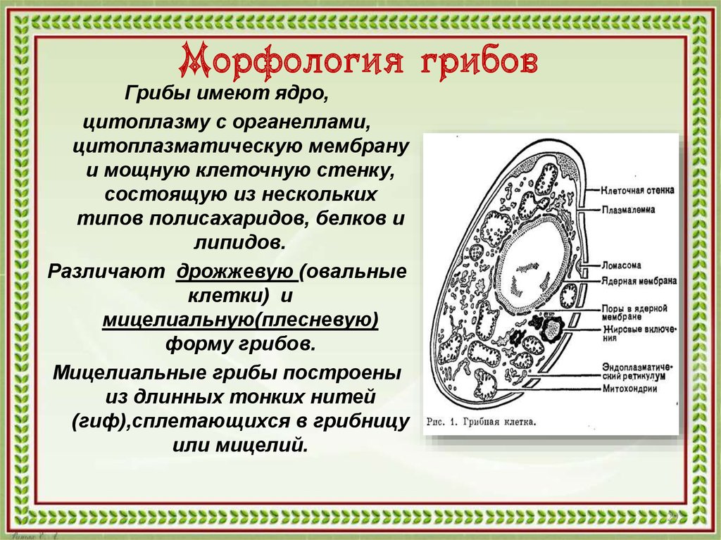 Презентация грибная клетка