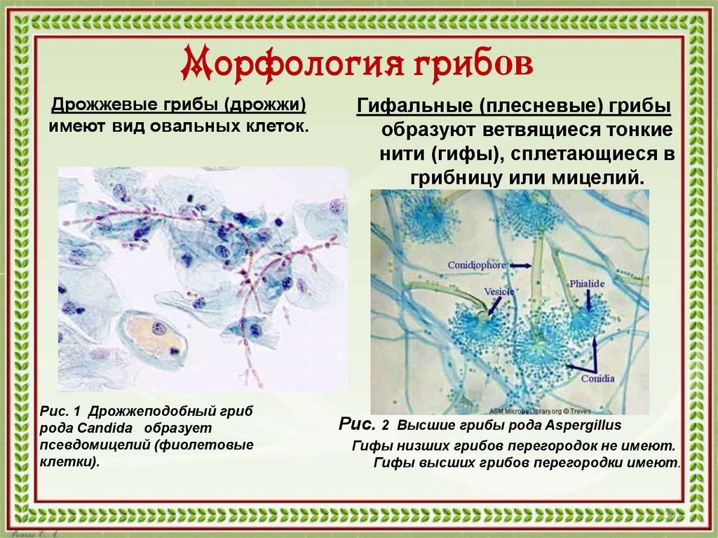 Морфология грибов рисунки