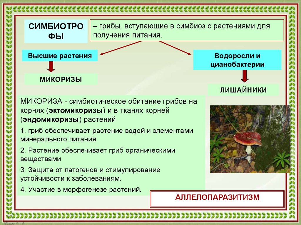 Что общего между грибами и растениями. Микориза с грибами-симбионтами. Микориза симбиоз гриба и растения. Грибы вступают в симбиоз с. Грибы вступают в симбиоз с растениями.