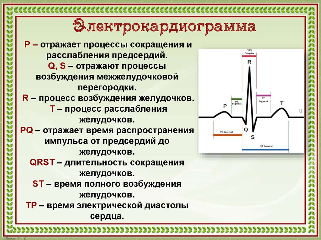 Происхождение зубца r на экг связано с