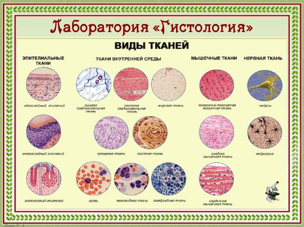 Названия тканей человека. Типы тканей гистология. Классификация тканей гистология. Виды тканей гистология. Гистология типы тканей таблица.