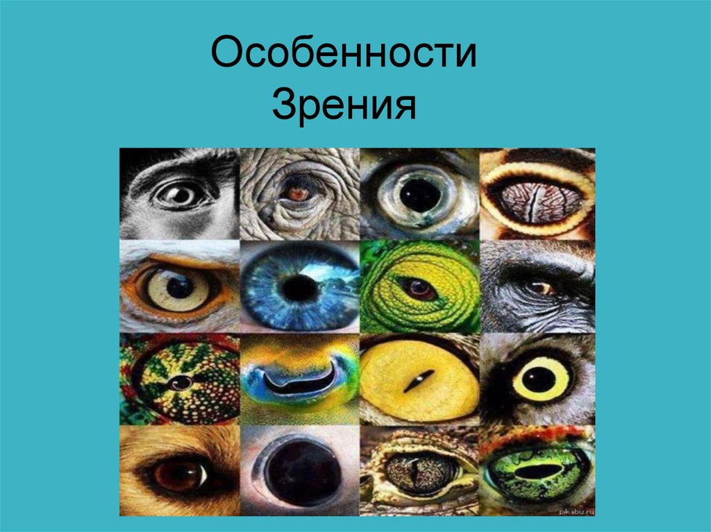 Какого значения зрения. Особенности зрения. Особенности человеческого зрения. Особенности глаза и зрения. Вывод об особенностях зрения человека.