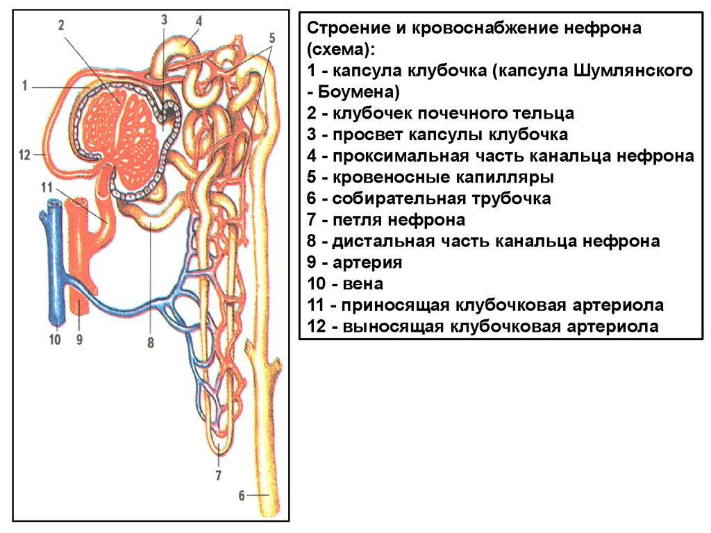 В состав нефрона входят капиллярный клубочек. Почечное тельце нефрона схема. Строение нефрона человека анатомия. Строение почечного тельца нефрона схема. Микроскопическое строение почки нефрон.