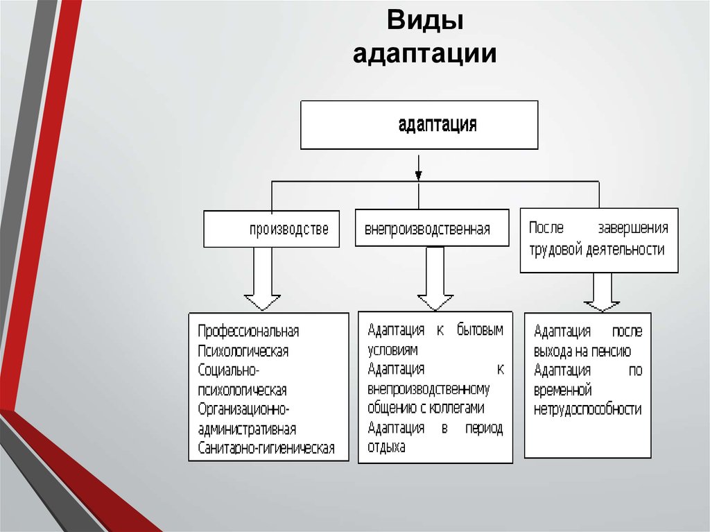 Какими бывают адаптации. Виды адаптации. Укажите виды адаптации:. Виды адаптации на производстве. Типы адаптационного процесса психология.