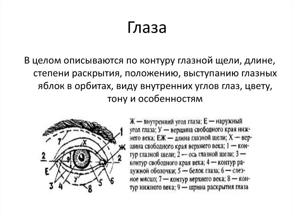 Глазная щель. Контур глазной щели криминалистика. Выступание глазных яблок криминалистика. Глаза по степени раскрытия глазной щели криминалистика. Степень раскрытия глаз криминалистика.