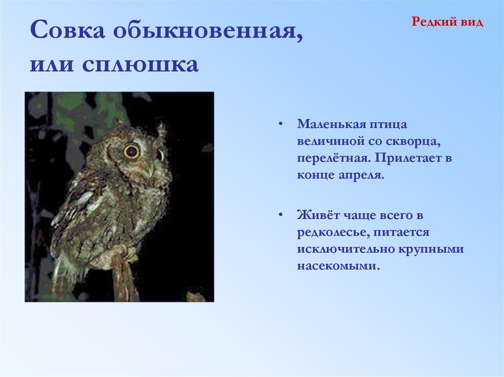 Редкие виды это. Сова сплюшка красная книга. Сплюшка обыкновенная описание. Сова сплюшка описание. Сова сплюшка краткое описание.