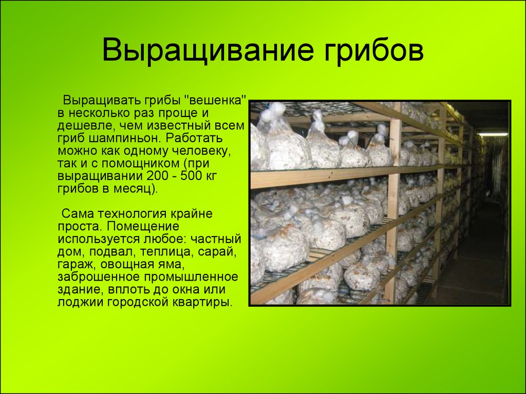 Выращивание грибов технология. Выращивание грибов в домашних условиях. Сообщение на тему выращивание грибов. Технология выращивания грибов. Помещение для шампиньонов.