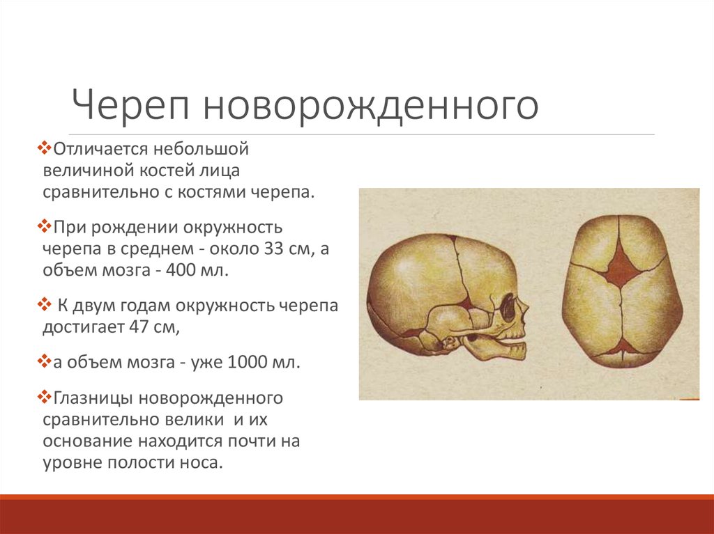 Особенности костей черепа. Череп новорожденного кости черепа. Череп новорожденного швы анатомия. Схема родничков черепа новорожденного.