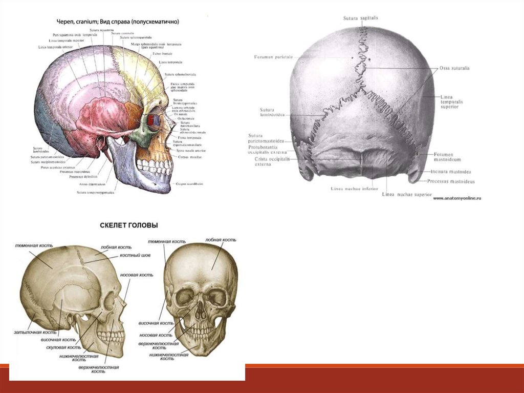 Место соединения костей черепа. Соединение костей черепа. Возрастные кости черепа. Учить кости черепа.