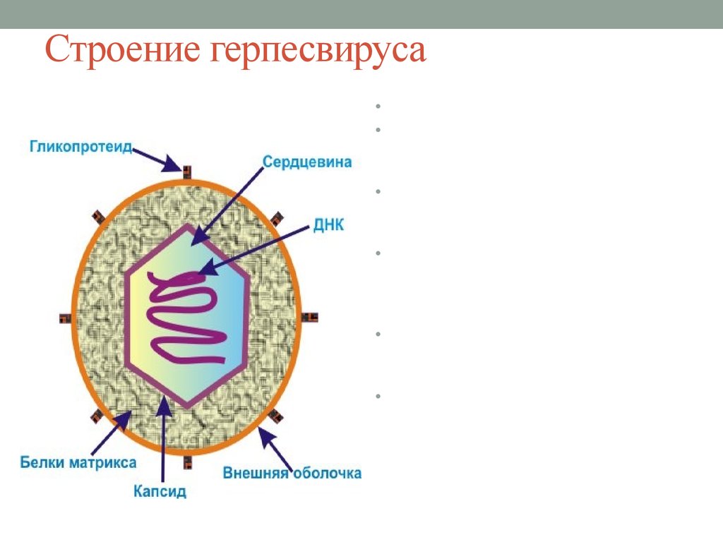 Есть ли у вирусов клетки. Вирус герпеса строение вируса. Схема строения вируса герпеса. Структура вируса герпеса. Вирус простого герпеса строение.