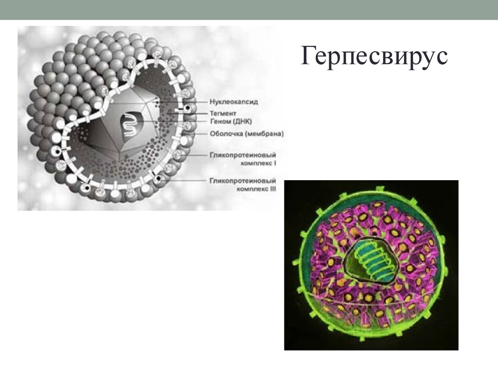 Герпесвирусы микробиология презентация