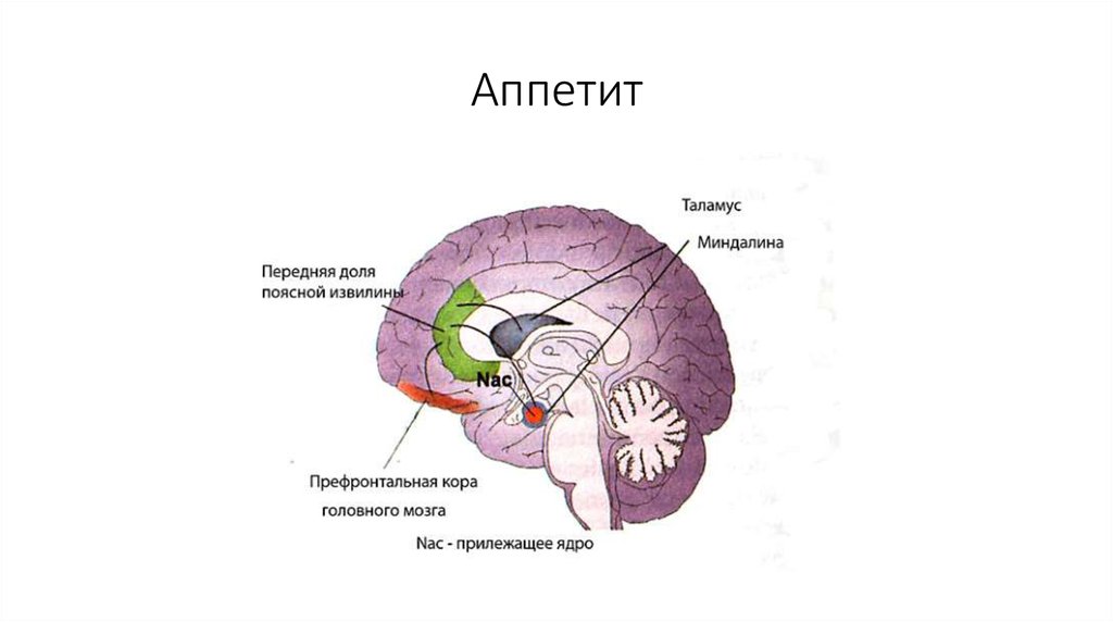 Очаги в коре головного мозга. Прилежащее ядро мозга. Передней поясной коры мозга.