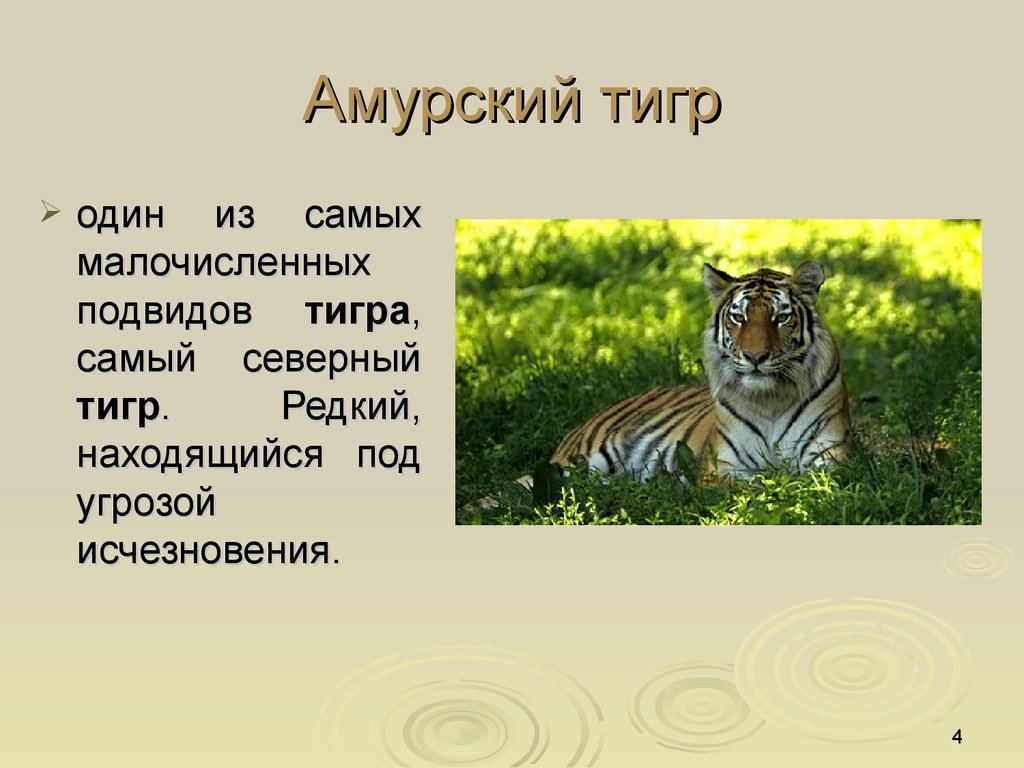 Тигр животное занесенное в красную книгу. Амурский тигр красная книга. Тигр занесен в красную книгу. Амурский тигр занесен в красную книгу. Животные красной книги Амурский тигр.