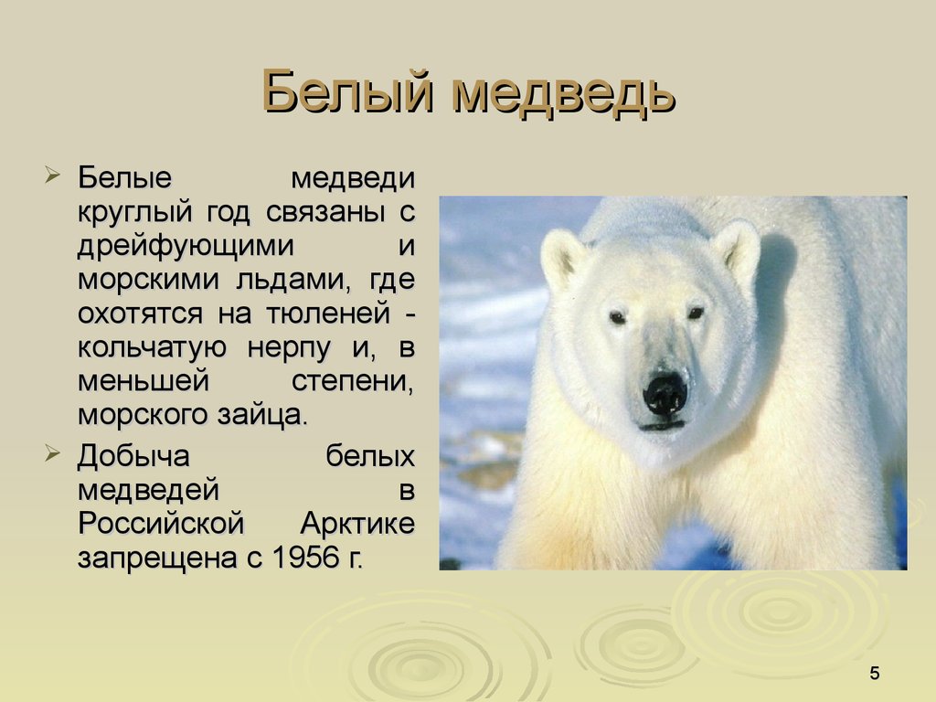 Белый медведь презентация