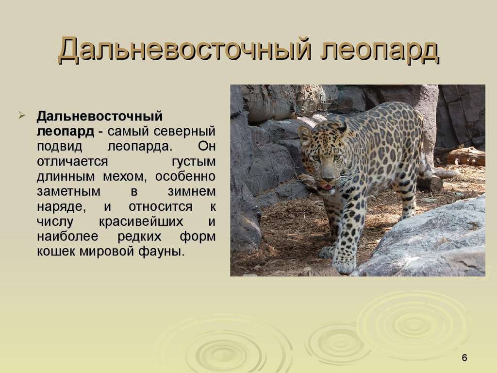 Животные занесенные в красную книгу воронежской области фото и описание