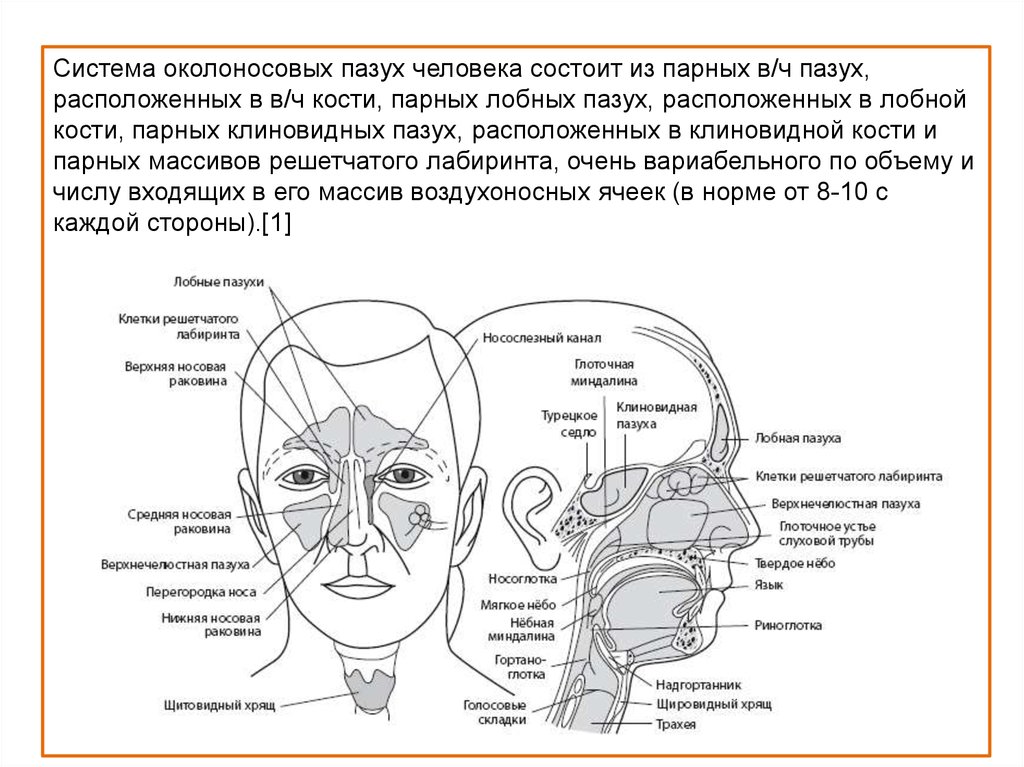 Анатомия придаточных пазух. Схема носовых пазух. Пазухи носа схема.