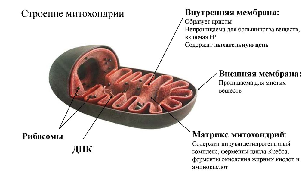 Внутренняя мембрана. Внутренняя мембрана митохондрий это Матрикс. Строение внешней мембраны митохондрий. Строение мембраны митохондрии. Строение внутренней мембраны митохондрий.