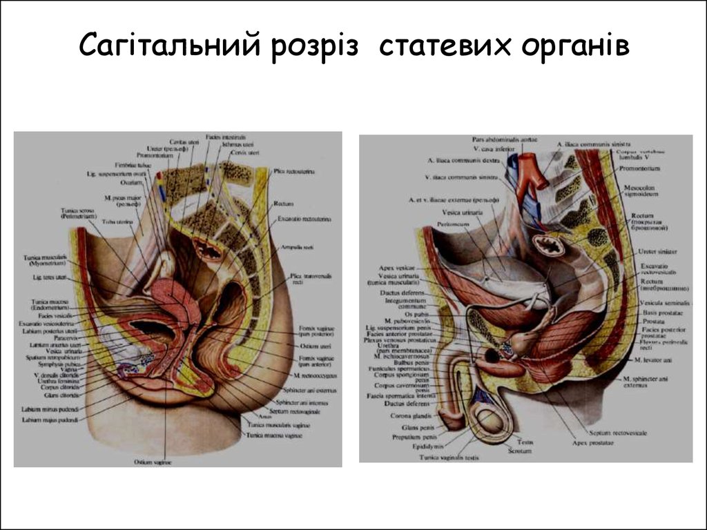 Сагітальний розріз статевих органів