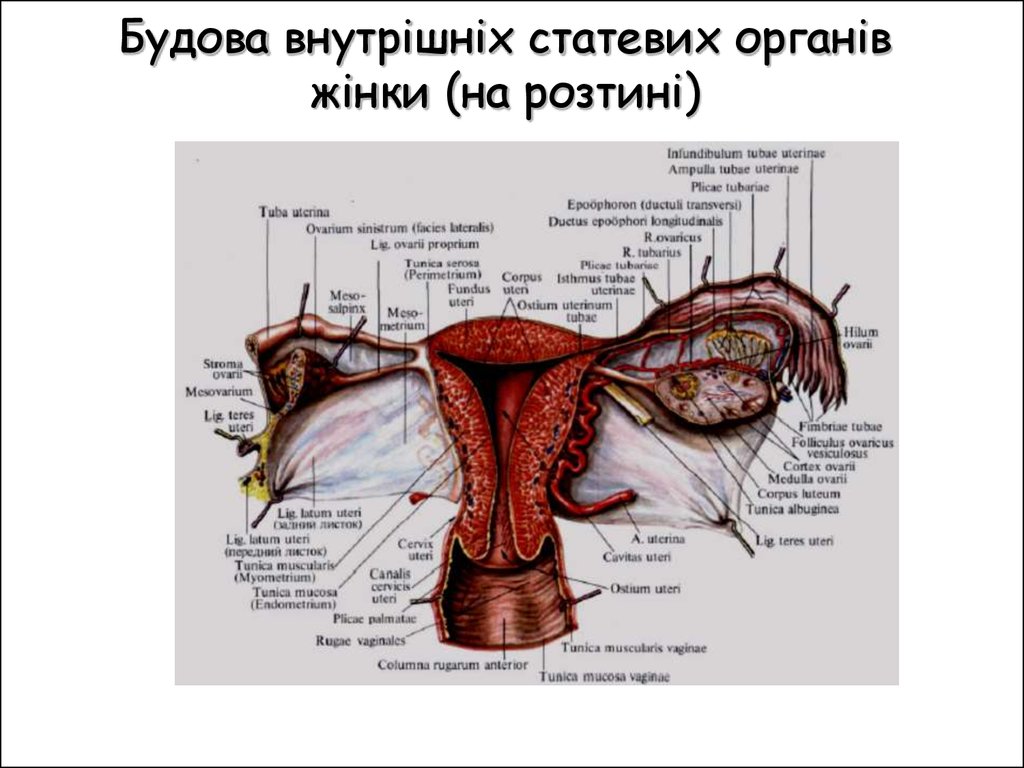 Будова внутрішніх статевих органів жінки (на розтині)