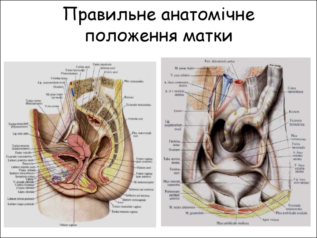 Правильне анатомічне положення матки
